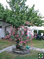 thn_Troubelice 2006 003.jpg
